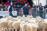Border Cheviot Ewes-39